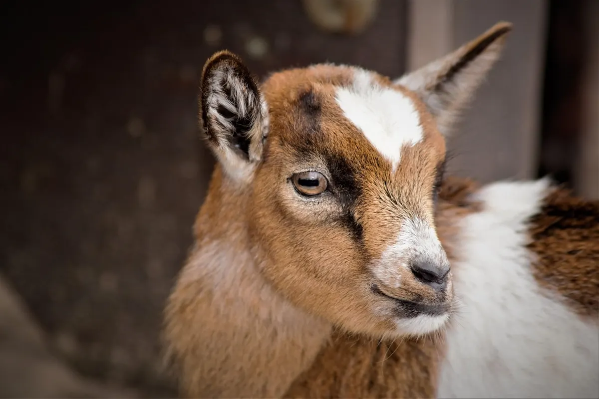 7 Common Mistakes to Avoid When Raising Goats on a Small Homestead