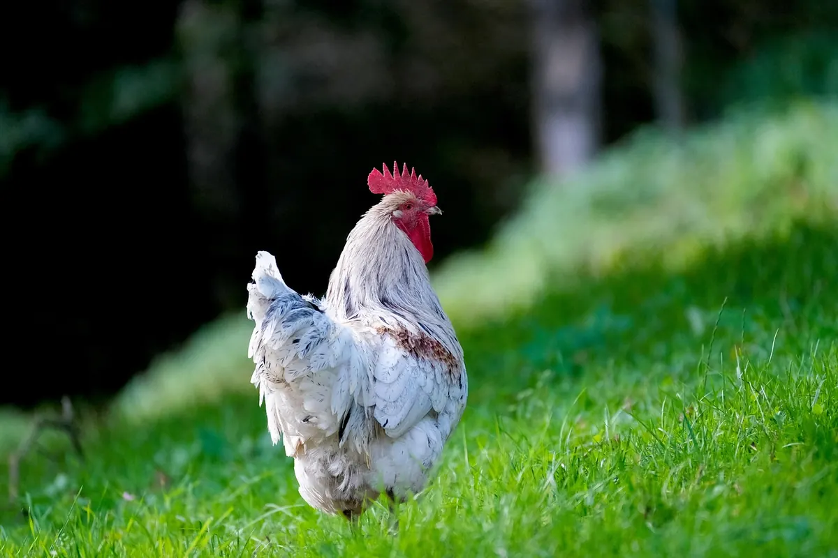 How to Start a Backyard Chicken Flock: A Beginner's Guide