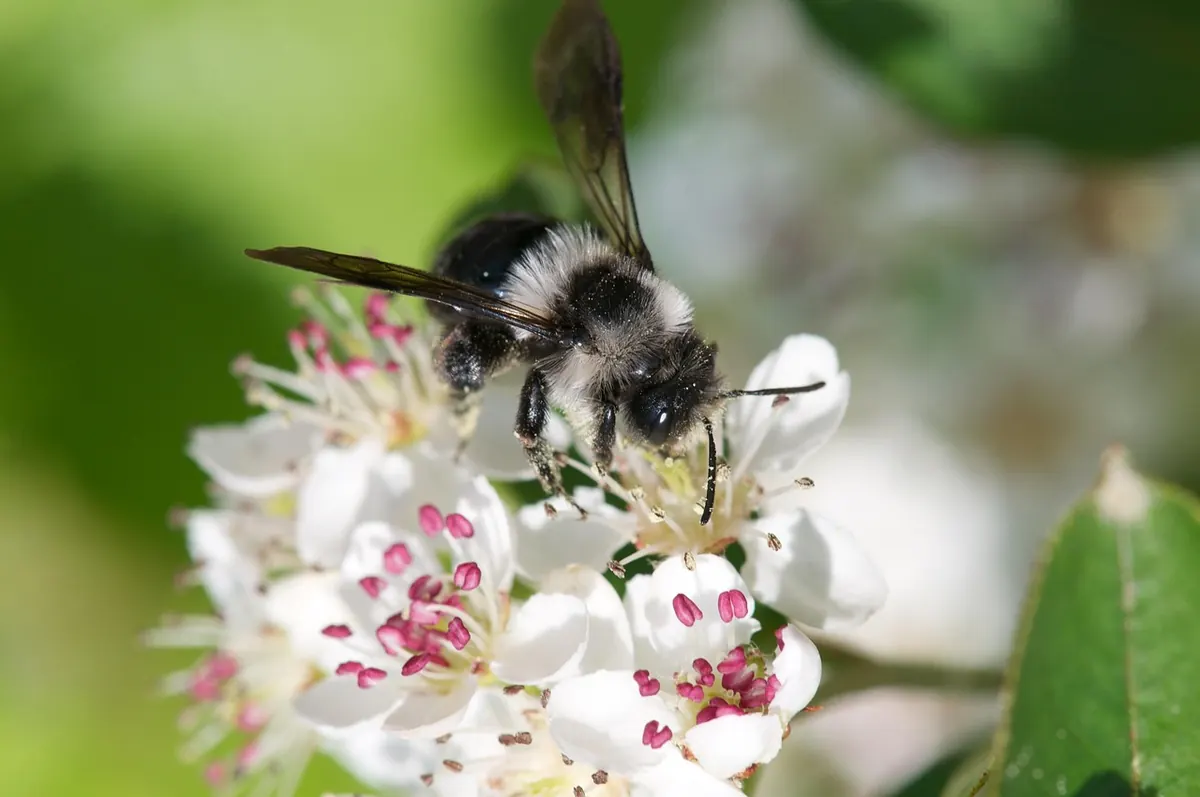 The Spring Foraging Checklist: 12 Edible Wild Plants to Identify Safely